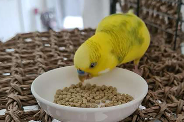 Why the Healthiest Parrot Food Starts with Pellets, Not Seeds